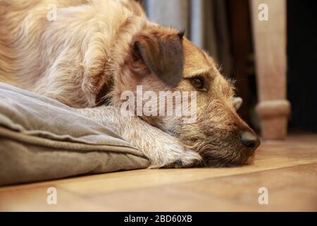 Brauner MIX brütet Hundekaninchen auf Holzboden, Hund schläft liegend auf dem Boden ein Stockfoto