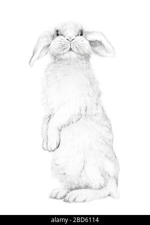 Süßer Bunny im stehen und Look. Hase Rabbit. Osterhase. Bleistiftzeichnungen. Kindergarten-Wand-Kunst Kinder Kunstgeschenk. Waldtier. Weißer Hintergrund Stockfoto