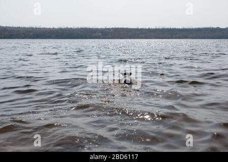 Der Hund spielt mit einem Stock im Wasser. Ein Hund schwimmt in einem Fluss am Ufer. Stockfoto