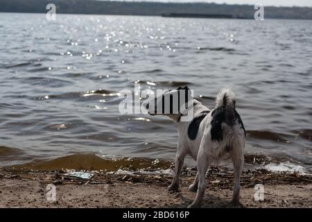 Der Hund spielt mit einem Stock im Wasser. Ein Hund schwimmt in einem Fluss am Ufer. Stockfoto