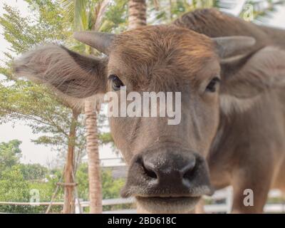 Ein Porträt von niedlichen Büffeln, die direkt in die Kamera schauen, aufgenommen an einem entspannenden sonnigen Tag von einer Farm in Thailand. Stockfoto