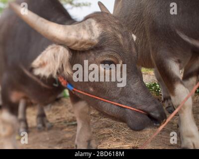 Ein Kopfschuss eines jungen Wasserbüffels eine Farm in Thailand. Stockfoto