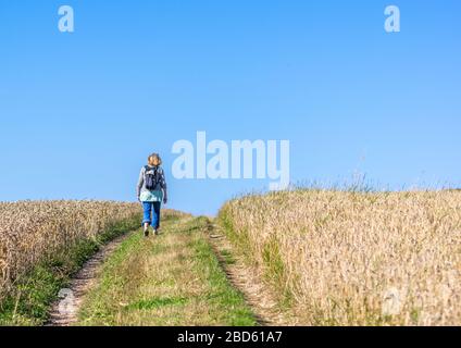 Eine Frau, die an einem sonnigen Tag mit klarem blauen Himmel zwischen zwei Weizenfeldern spazieren geht. Stockfoto