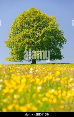 Einzelne buchen haben perfekte Baumwipfel auf der Wiese Stockfoto