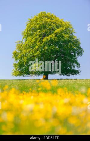 Einzelne buchen haben perfekte Baumwipfel auf der Wiese Stockfoto