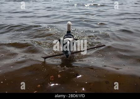 Der Hund spielt mit einem Stock im Wasser. Ein Hund schwimmt in einem Fluss am Ufer. Stockfoto