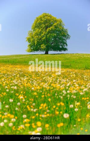 Einzelne buchen haben perfekte Baumwipfel auf der Wiese Stockfoto