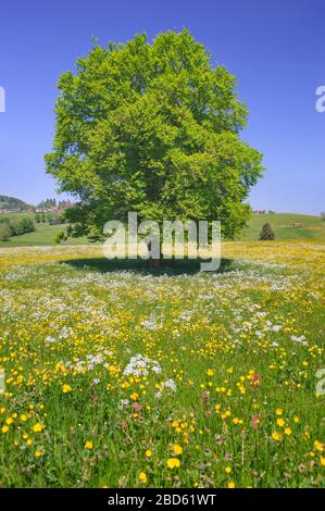 Einzelne buchen haben perfekte Baumwipfel auf der Wiese Stockfoto