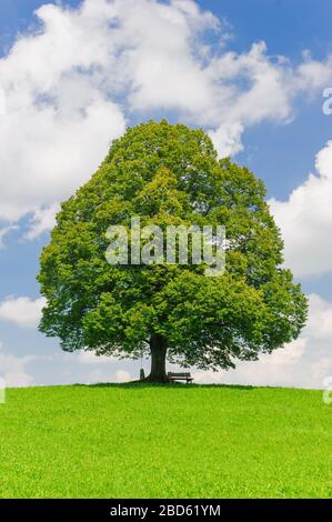 Große alte Linde auf der Wiese im Frühjahr Stockfoto