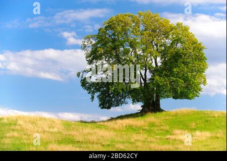 Einzelne buchen haben perfekte Baumwipfel auf der Wiese Stockfoto