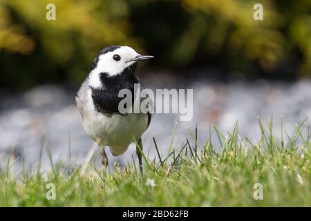 morgens auf der Jagd nach der rattenstelze Stockfoto