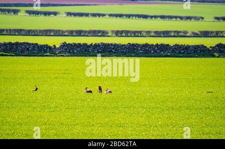 East Lothian, Schottland, Großbritannien. April 2020. UK Wetter: Hasen im Frühling Sonnenschein. Eine Gruppe von Hasen (Lepus europaeus) sah in einem Feld der Ernte Ruhe, Essen und einander jagen Stockfoto