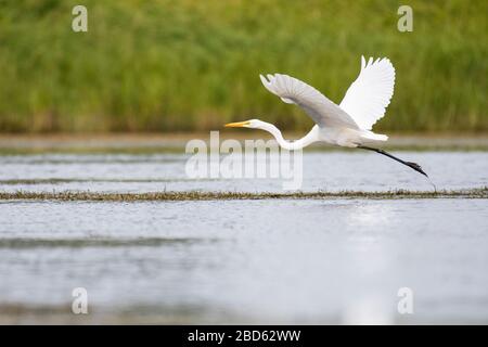Great Egret im Flug über den Sumpf Stockfoto