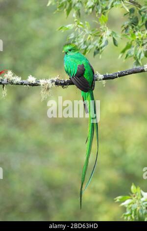 Ein resplendentes Quetzal (Pharomachrus mocinno) thront auf einem Ast bei leichtem Regen im Hochland von Costa Rica Stockfoto