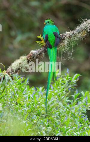 Ein leicht feuchter, resplendenter Quetzal (Pharomachrus mocinno) thront auf einem mit Flechten bedeckten Zweig im Hochland von Costa Rica Stockfoto