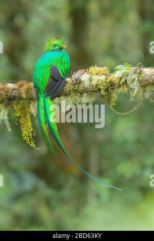 Ein resplendentes Quetzal (Pharomachrus mocinno) thront auf einem Zweig im Hochland von Costa Rica Stockfoto