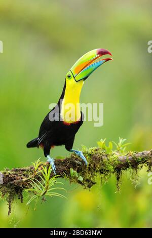 Kieler Tucan (Ramphastos sulfuratus) thront auf einer Filiale in Costa Rica Stockfoto