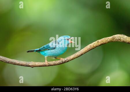 Ein männlicher blauer Dacnis (Dacnis cayana), der auf einer Filiale in Costa Rica anruft Stockfoto