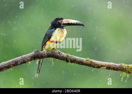 Ein ausgestellter Aracari (Pteroglossus torquatus) thront auf einem Ast im Regenwald von Costa Rica Stockfoto