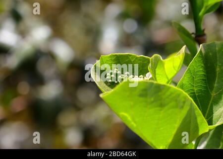 gunda Glossar oder duftende Manjack Blumen wachsen im Garten Stockfoto