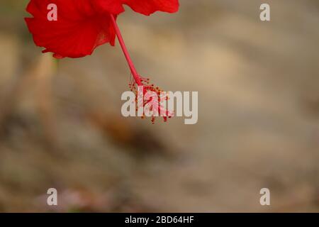Mikroaufnahme der roten Hibiskusblüte im indischen Garten Stockfoto