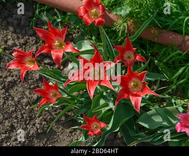 Nahaufnahme vieler heller scharlachrot-lilienblümender Tulpenblumen auf Gartenerde-Hintergrund mit grünen Blättern im Frühlingslicht. Stockfoto