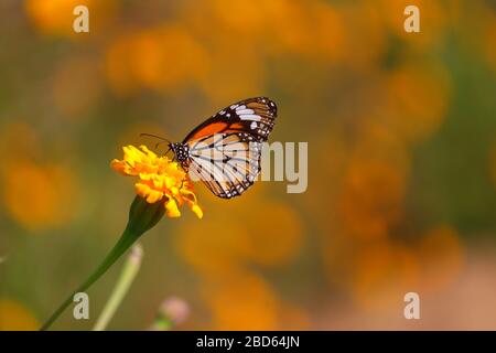 monarch-schmetterling, der Saft auf marigalten Blumen im formellen Garten füttert Stockfoto