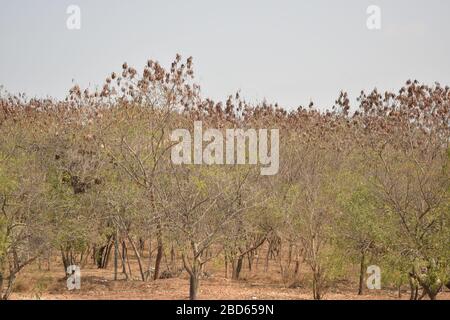 Trockene Baumrinde/Äste im Wald Hintergrund Stock Foto Bild Stockfoto