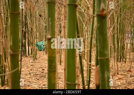 Landschaft aus Bambus im tropischen Herbstwald/Dschungel in Indien Stock-Foto Stockfoto