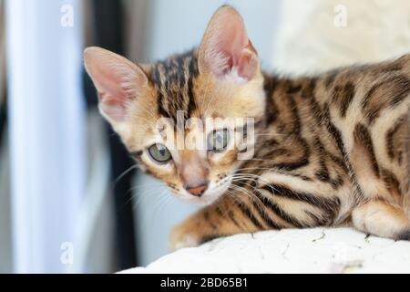 Ein bengalisches Kätzchen liegt auf dem Sofa und blickt auf die Kamera, das sich auf ein Kissen stützt Stockfoto