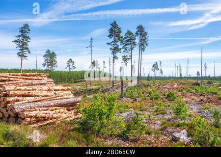 Blick auf einen Holzschnitt mit Holzstapel Stockfoto