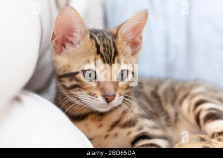 Ein bengalisches Kätzchen liegt auf dem Sofa und blickt auf die Kamera, das sich auf ein Kissen stützt Stockfoto