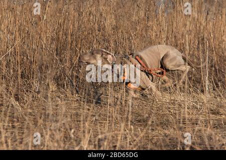 Weimaraner Hundejagd im Frühjahr Stockfoto