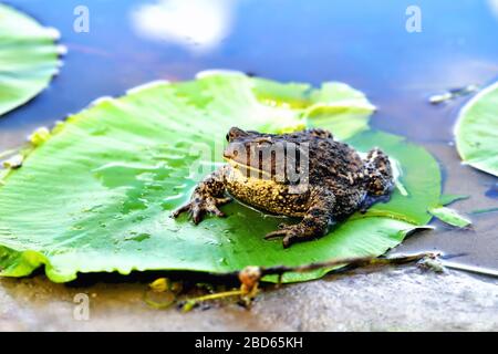 Großer Frosch, grünes Blatt Seerose, Wasser, Spiegelung von Wolken im Wasser, Nahaufnahme Stockfoto
