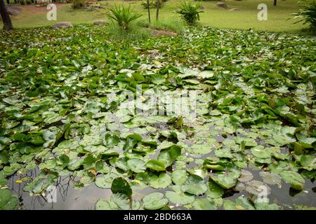 Wunderschöne Pink Water Lily - Lotus in a Garden in a Pond.Stock Foto Stockfoto