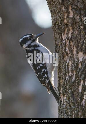 Haarspecht (Leuconotopicus villosus) Stockfoto