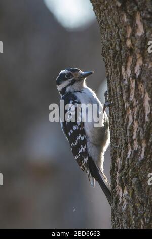 Haarspecht (Leuconotopicus villosus) Stockfoto