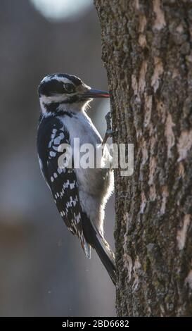 Haarspecht (Leuconotopicus villosus) Stockfoto