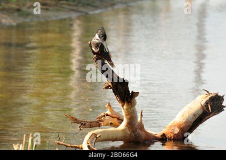 Rieseneiskischer, der auf dem Ast über dem Fluss steht Stockfoto