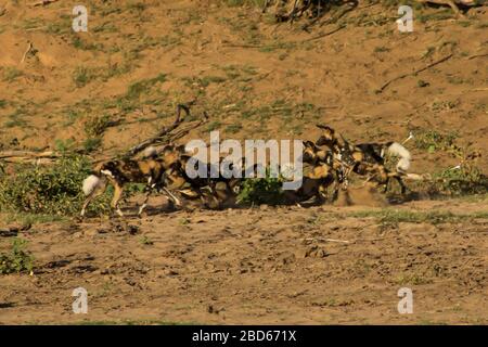 Ein Rudel afrikanisch bemalter Wölfe, Lycaon pictus, grüßt sich nach einer gescheiterten Jagd am frühen Morgen am Ufer des Olifants River Stockfoto