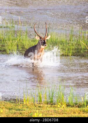 Ein Wasserbock-Stier (Kobus Ellipsiprymnus) sprang am späten Nachmittag durch das Wasser des Olifants River, Kruger National Park, Südafrika Stockfoto