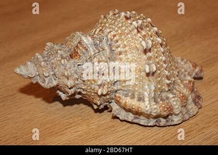 Frog Shell, auch Frog Snail genannt, Bursidae sp. Eine marine räuberische Gastropod-Schnecke Stockfoto