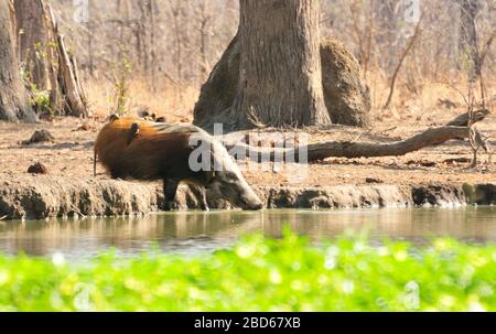 Afrikanisches Wildbuschschwein (Potamochoerus larvatus) mit Ochsenpeckern an einem Wasserloch Stockfoto