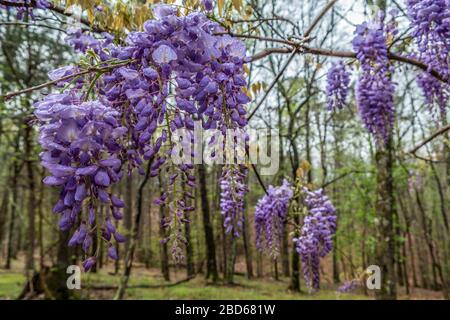 Mehrere blühende violette Wisteria, die an einer Rebe mit Wassertröpfchen aus den Niederschlägen im Frühjahr hängen Stockfoto