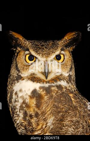 Große gemorene Eule, Bubo virginianus, Kopfgesicht Stockfoto