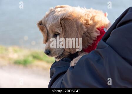 April 2020, Sachsen-Anhalt, Magdeburg: Ein Mini-Goldendoodle, eine Mischung aus goldenem Retriever und Spielzeugpfusch, liegt in den Armen seines Besitzers. Der Welpe ist acht Wochen alt und antwortet auf den Namen Baloo. Foto: Stephan Schulz / dpa-Zentralbild / ZB Stockfoto