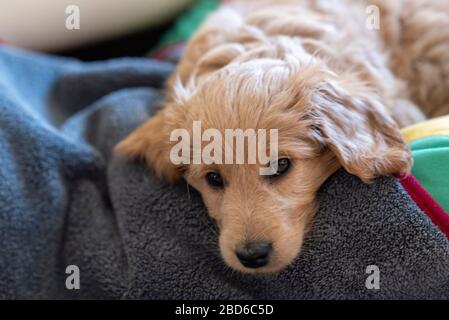 April 2020, Sachsen-Anhalt, Magdeburg: Auf einer Decke liegt ein Mini-Golddoodle, eine Mischung aus goldenem Retriever und Spielzeugpoodle. Der Welpe ist acht Wochen alt und antwortet auf den Namen Baloo. Foto: Stephan Schulz / dpa-Zentralbild / ZB Stockfoto