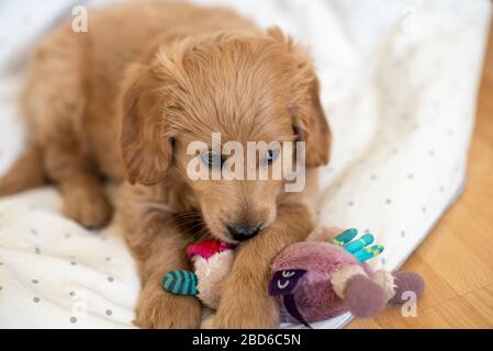 April 2020, Sachsen-Anhalt, Magdeburg: Ein Mini-Golddoodle, eine Mischung aus goldenem Retriever und Spielzeugpoodle, spielt mit einem gefüllten Tier. Der Welpe ist acht Wochen alt und antwortet auf den Namen Baloo. Foto: Stephan Schulz / dpa-Zentralbild / ZB Stockfoto