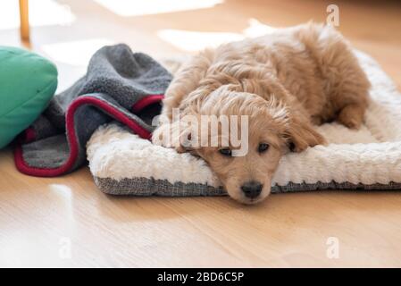 April 2020, Sachsen-Anhalt, Magdeburg: Ein Mini-Goldendoodle, eine Mischung aus goldenem Retriever und Spielzeugpoodle, liegt auf einem Kopfkissen. Der Welpe ist acht Wochen alt und antwortet auf den Namen Baloo. Foto: Stephan Schulz / dpa-Zentralbild / ZB Stockfoto