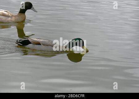 Männliche Gelbe Schwedin und Mallard-Ente, die in einem großen Teich zusammenwehen Stockfoto